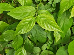 -西湖外事游船(湖滨二公园外事游船码头)