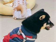 -逗柴咖啡屋·狗咖猫咖宠物桌游