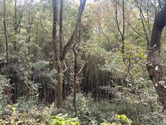 -上海佘山国家森林公园天马山园