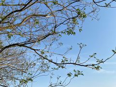 -贡湖湾湿地公园