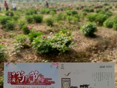 -扬州芍药园(仪征市)