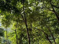 -西双版纳原始森林公园