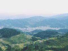 -紫鹊界梯田景区
