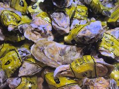 -聚盛源蒸汽海鲜火锅烤肉自助(巨川金海岸购物广场店)