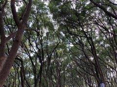 -苏州上方山国家森林公园