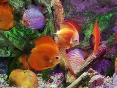 -上海海洋水族馆