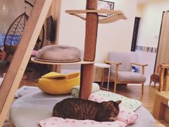 -滚猫咖啡·猫咖·猫友好撸猫(未来城店)