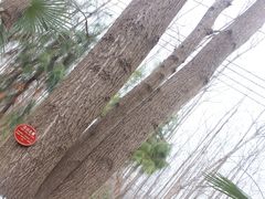 -合肥滨湖国家森林公园