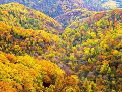 -天女山森林公园