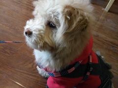 -爱贝特动物医院·猫口炎专科