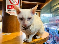 -猫小院猫主题餐厅(南锣旗舰店)