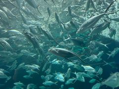 -上海海洋水族馆