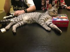 -辛巴桌游剧本娱乐休闲馆(光谷店)