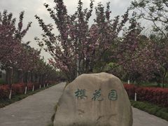 iphone_upload_pic-高东镇樱花园