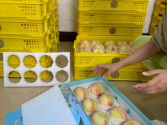 -老袁家蜜桃农场·阳山水蜜桃