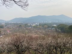 -香雪海