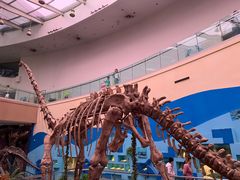 -陕西自然博物馆