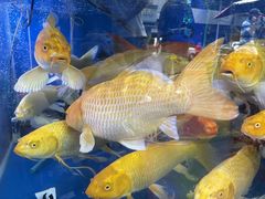 -青石桥花鸟鱼虫市场(叠翠城店)