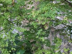 -龙井壹号·茶缘山景宴(龙井村店)