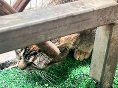 -光明刘冰乳鸽店(光明法政北路店)