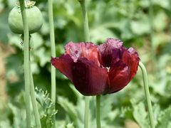 -国家植物园南园