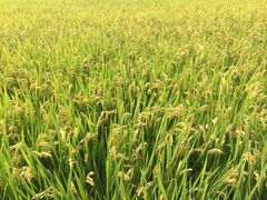 iphone_upload_pic-溱湖国家湿地公园