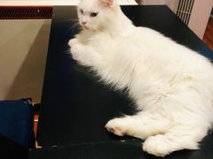 -猫小院猫主题咖啡厅(北锣店)