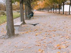 -杜乐丽花园