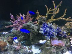 -暹罗海洋世界