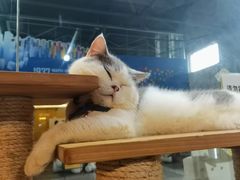 -more than meow吴止猫主题餐厅(承德 中船汇店)