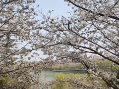 -樱花山风景区