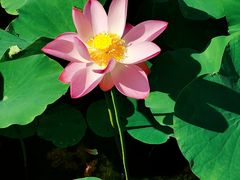 -天津东丽湖风景区