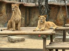 -北京野生动物园