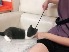 -lincat·猫舍(广州店)