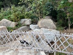 -北京西山国家森林公园