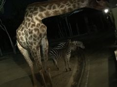 -清迈夜间动物园