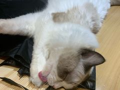 -滚猫咖啡·猫咖·猫友好撸猫(未来城店)
