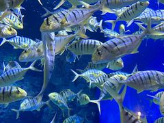 -成都浩海立方海洋公园