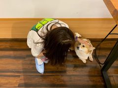 -豆柴町-柴犬主题狗咖(红鼎国际C座店)