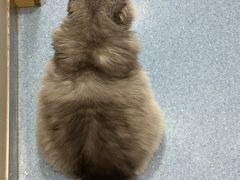 -佑安动物医院·全科·内窥镜中心(幸福巷店)