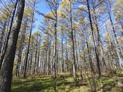 -塞罕坝国家级自然保护区