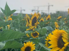 -瑶湖郊野森林公园