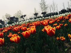 -荷兰花海