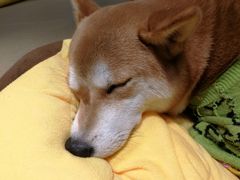 -逗柴咖啡屋·狗咖猫咖宠物桌游
