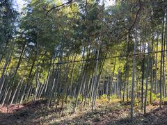 -东明山森林公园