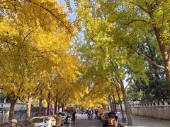 -三里屯东五街银杏大道