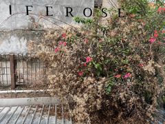 -素咫咖啡CLIFEROSE