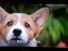 -武汉华夏国际影城(鲁广店)