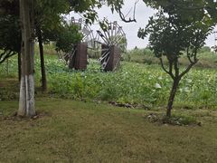 -泗洪洪泽湖湿地景区