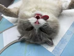 -派特宠物医院(圆融广场店)